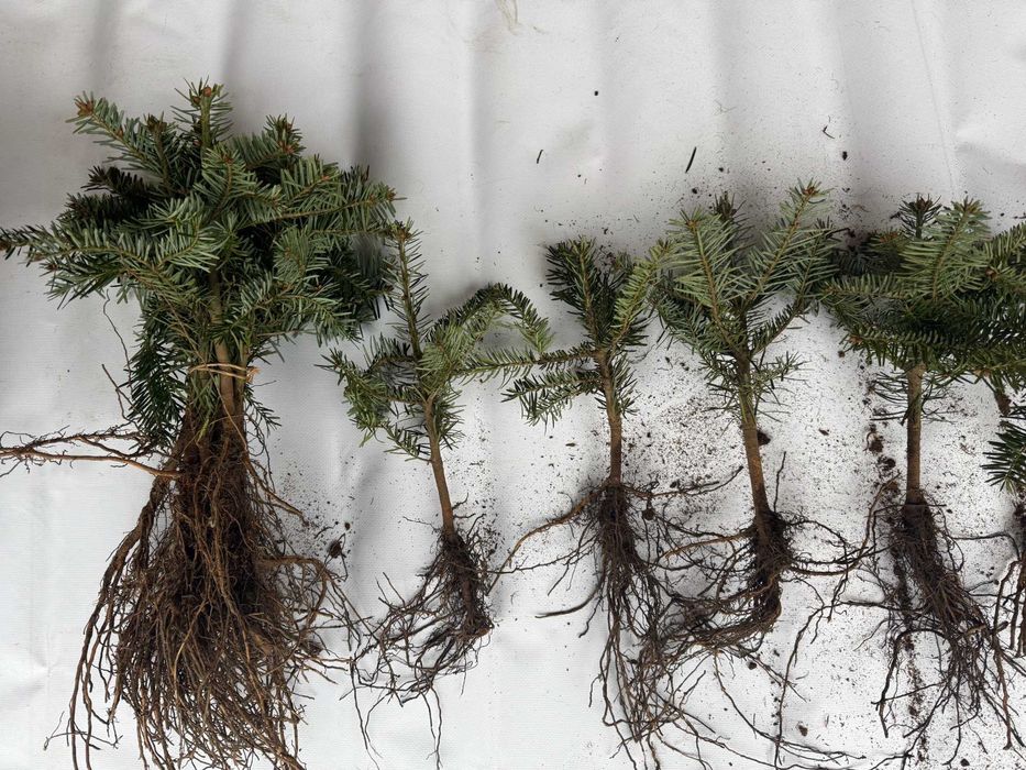 sadzonka świerk jodła kaukaska abies nordmaniana picea