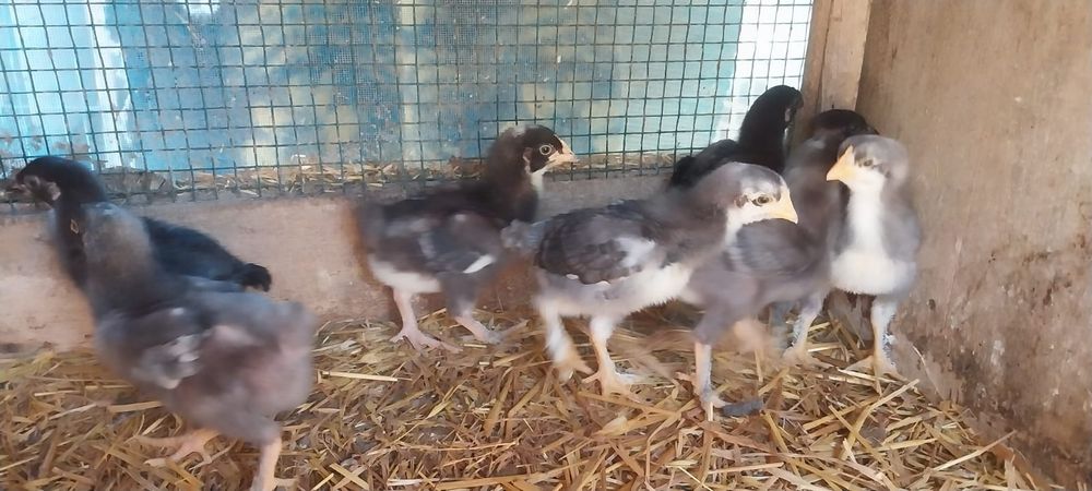 Vendo casal Melines ( frangos)