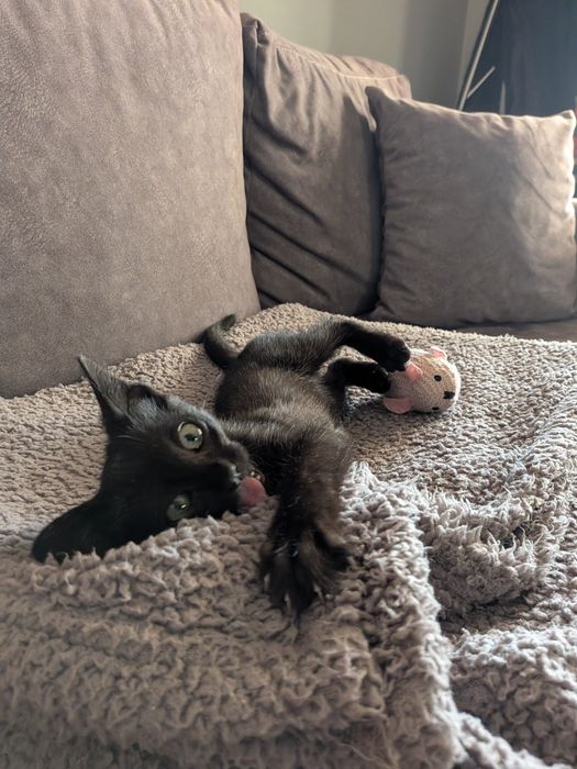 Preciso de uma família! Gata para adoção 2 meses