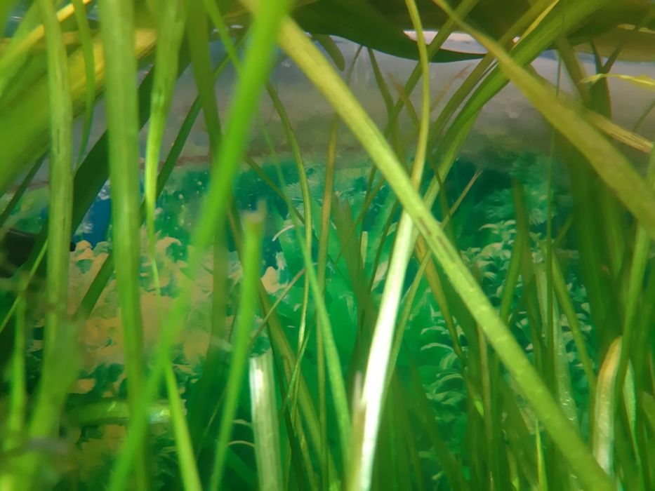 Rośliny akwariowe