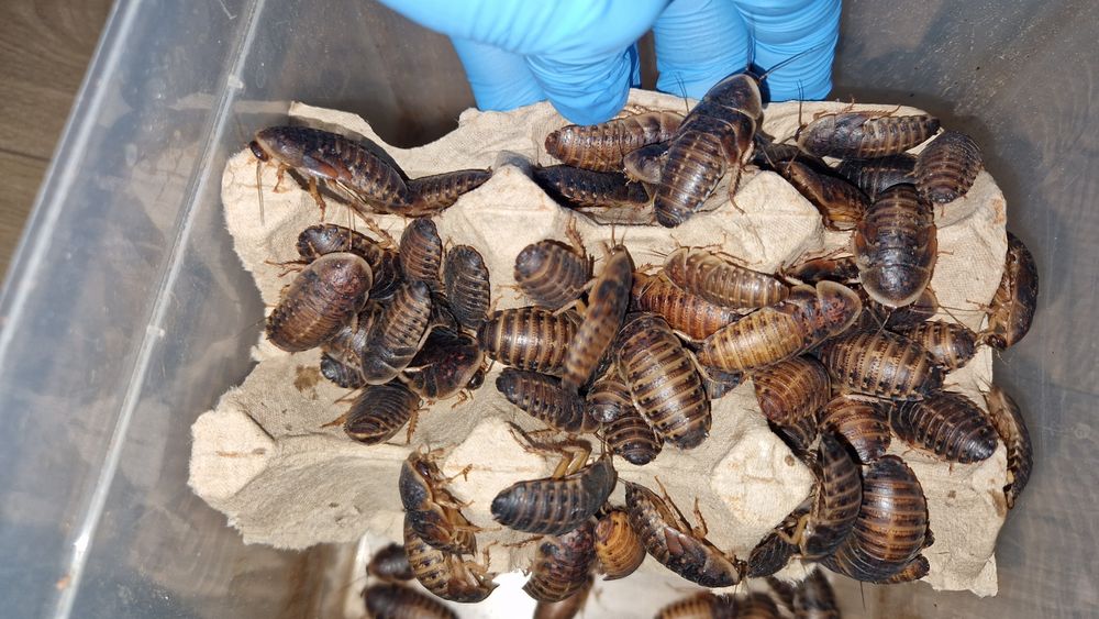 Karaczany argentyńskie B. dubia 2,5-3,5 cm 200 sztuk