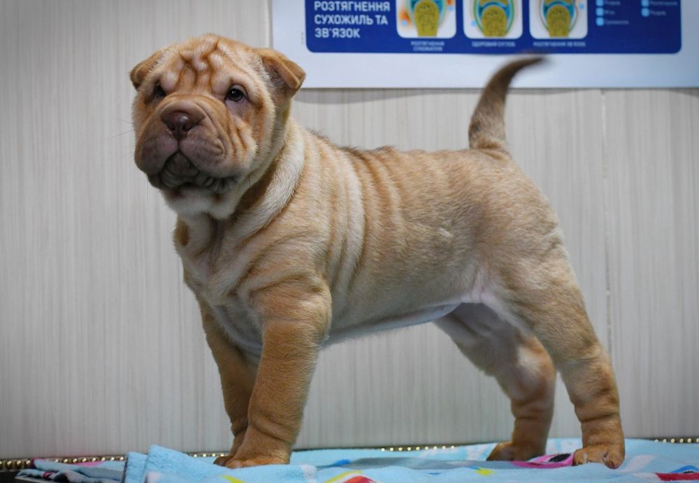 Продаються цуцики породи Шарпей