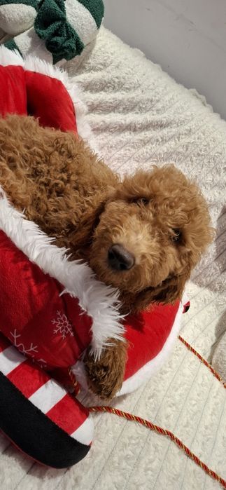 Goldendoodle f1b standard