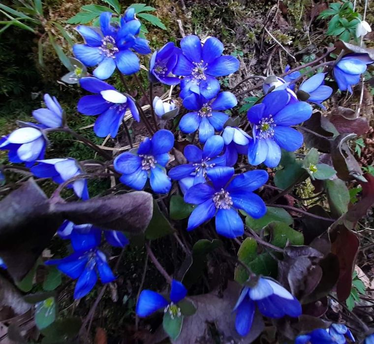 Przylaszczka i kopytnik