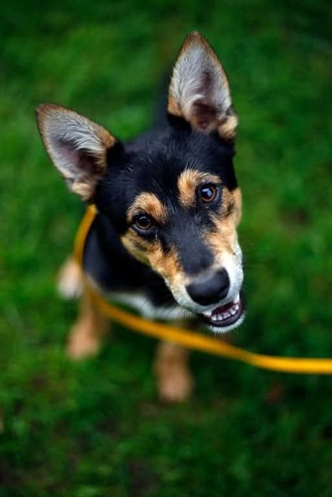 Kochany Bobi czeka na adopcje