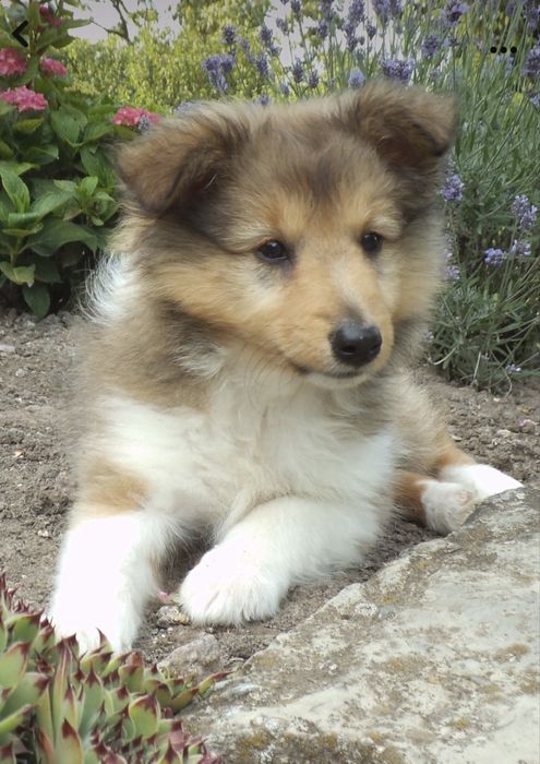 Rough Collie / Lassie