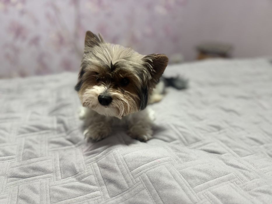 Вязка Хлопчик Бівер Йорк 2,5 роки, вага 2700/середній.Документів немає