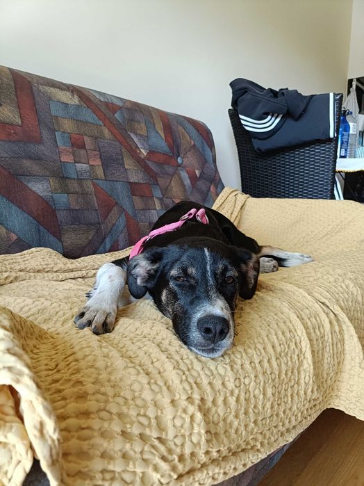 Cadela 6 meses para adoção responsável