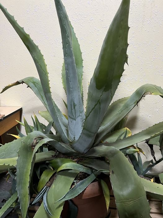 Квітка Агава, велика.