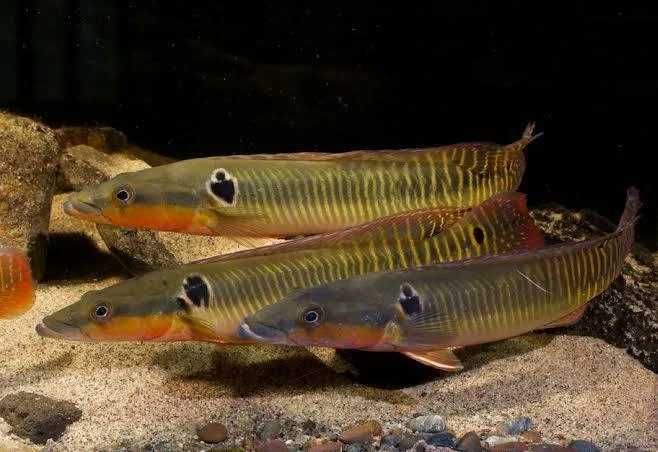 crenicichla zebrina WF/F0