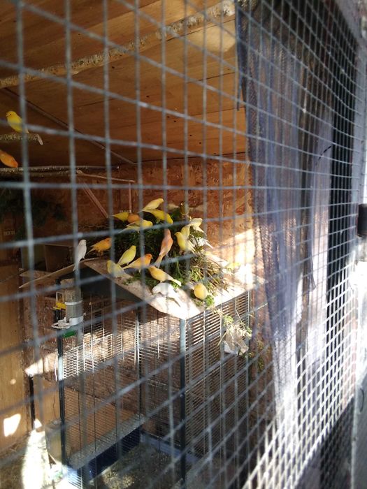 Sprzedam kanarki z woliery zew.