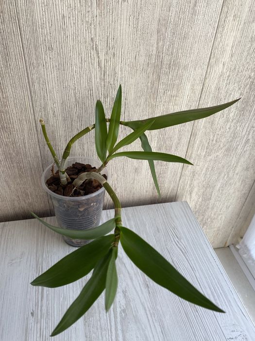 Дендробіум Беррі Ода, кімнатна рослина