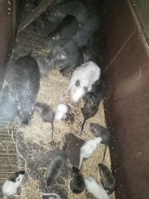 Продам нутрій різного віку