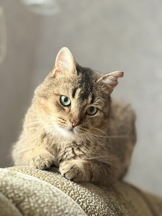 Котик Яша, метис скоттіш-страйт, шукає родину- кастрований