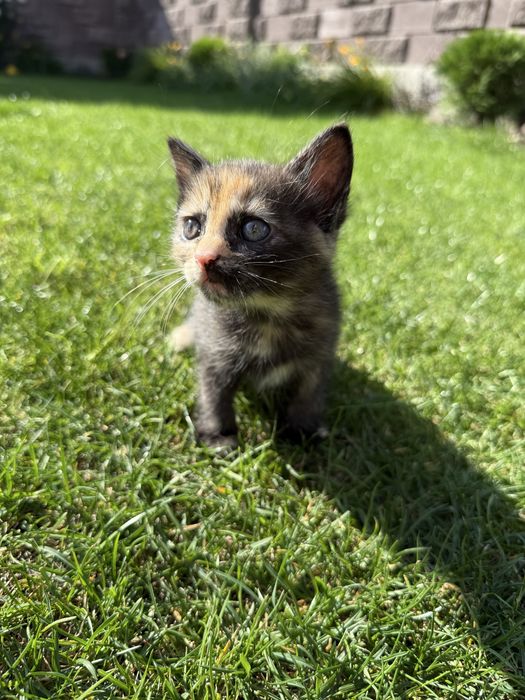 Кошенята маленькі 1.5місяців