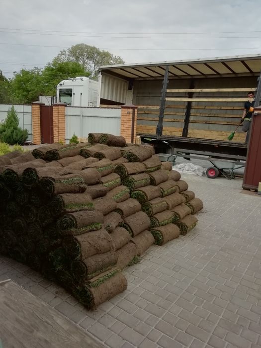 Рулонний та посівний газон.. Ландшафтні роботи