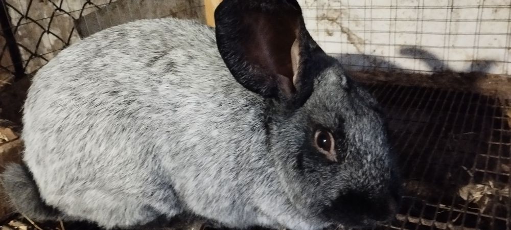 Полтавське срібло