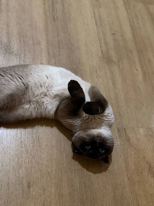 Продається сіамський котик