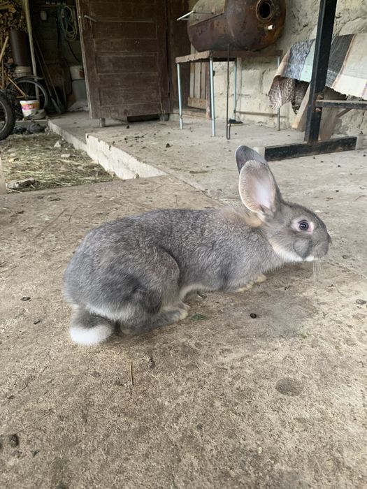 Продам або |ОБМІНЯЮ кроликів