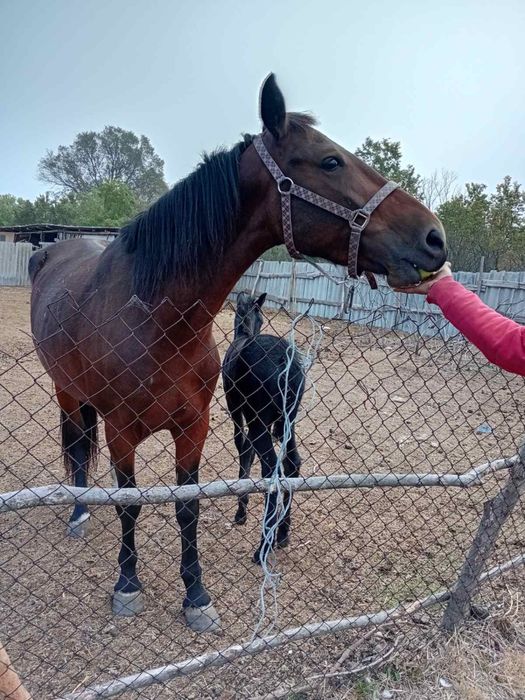 Продам кобилу та лоша