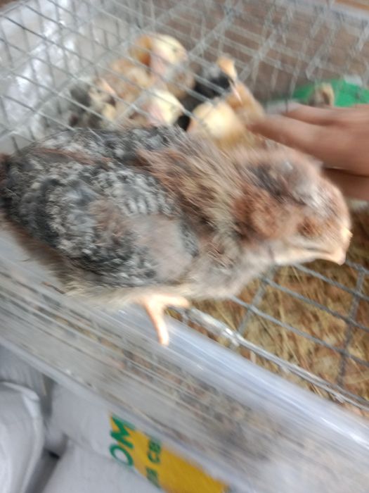 Продам курчат мясояічні породи