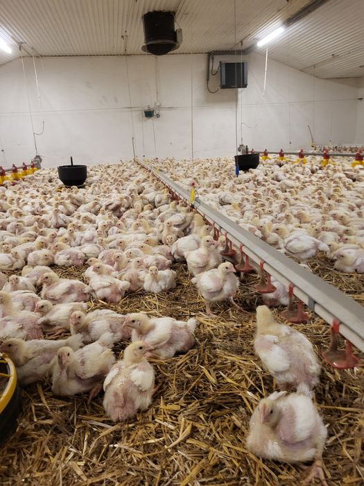 Kurczaki brojlery odchowane Sprzedaż Kwiecien