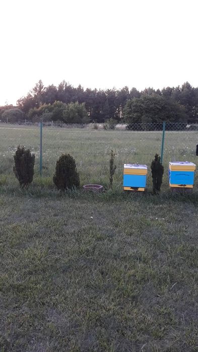 Odłady pszczele tegoroczne