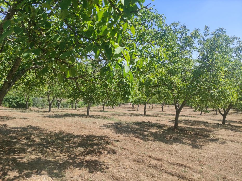Nozes 100% naturais Franquette