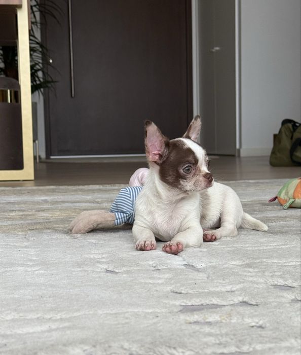 Excelente mini menina chihuahua/chiuaua Linhagem Russa.Qualidade