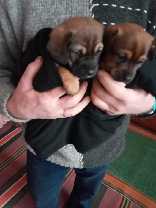 Цуценя( такси з дворнягой) віддам в добрі руки