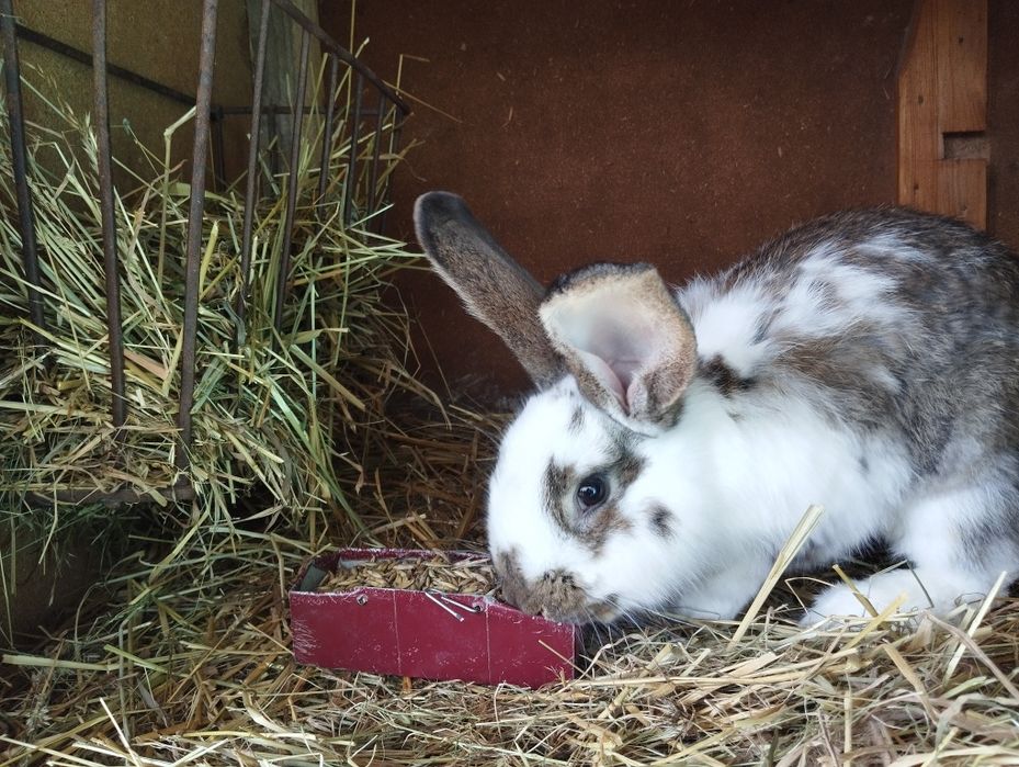 Łaciaty królik samiec ponad ok 5 kg wagi; króliki mieszane