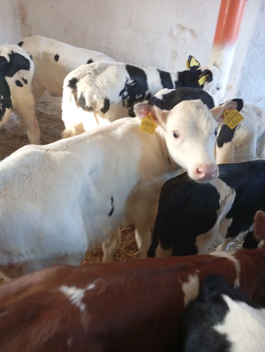 Sprzedam byczki i jalowki