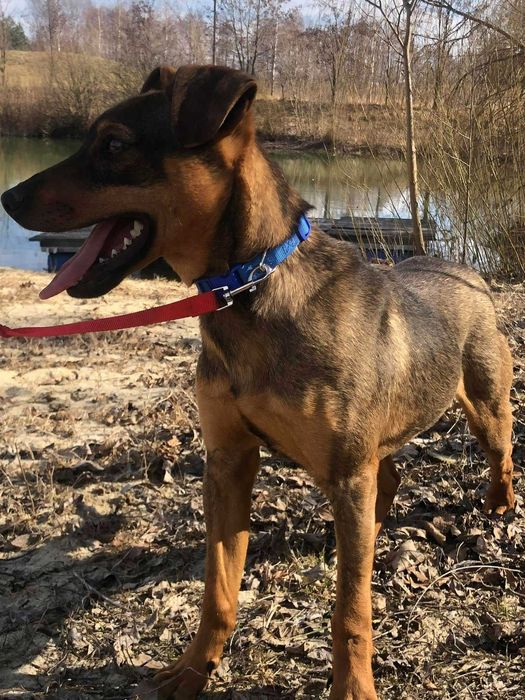 Super psiak dla aktywnej rodziny- Bodzio