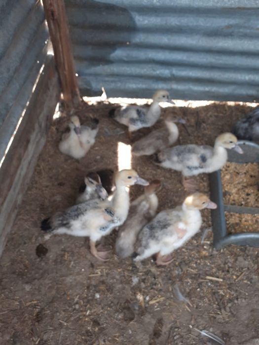 Patos mudos jovens