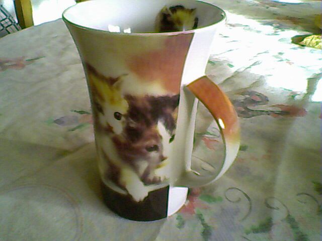 Caneca 'Gatinhos' (NOVA)