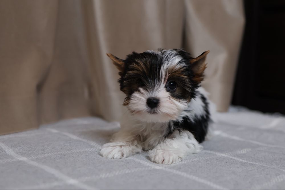 Міні дівчинка бівер йорк