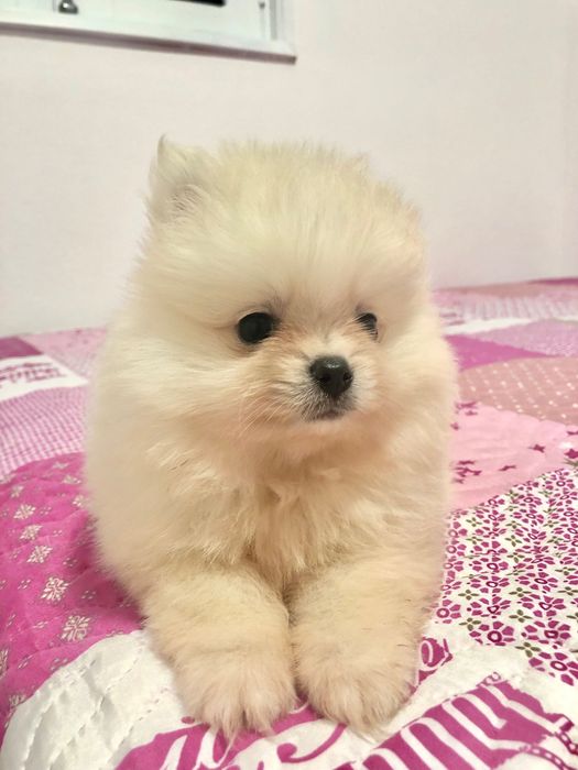 Fêmea Lulu da Pomerânia