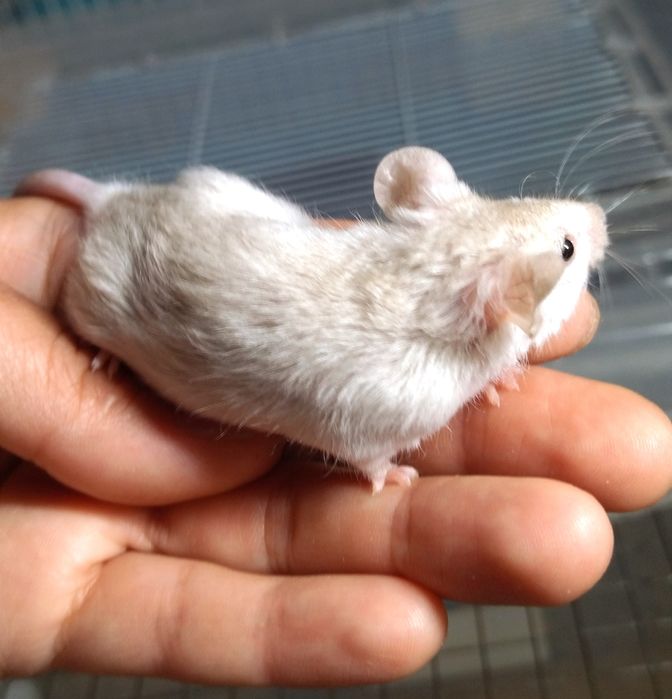 Тексель - кудряві, атласні - сатинові малюки мишки, миші, мишенята