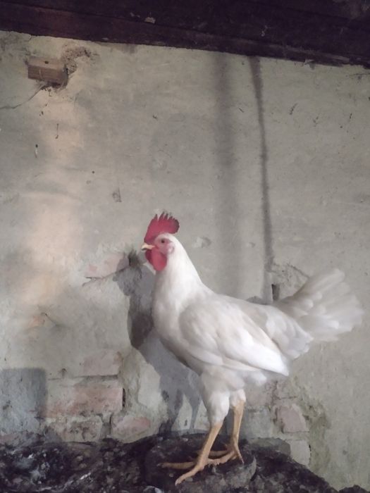 Продам півні молоді