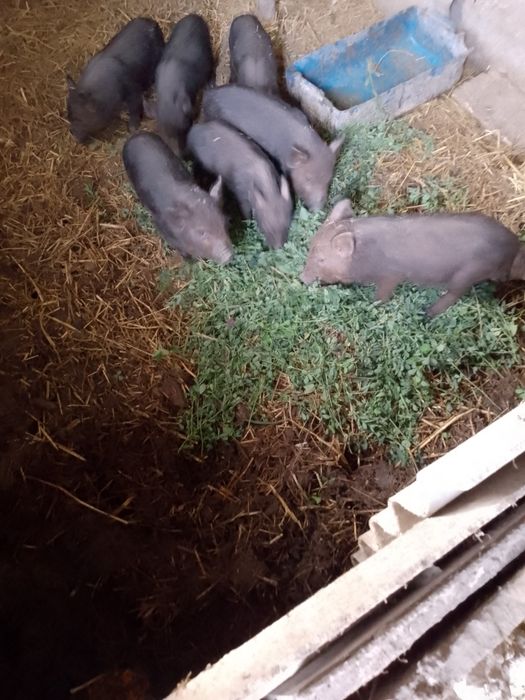 Продам поросята вєтнамці плюс угорська мангалиця.