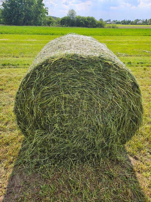Sianokiszonka w belach, balotach