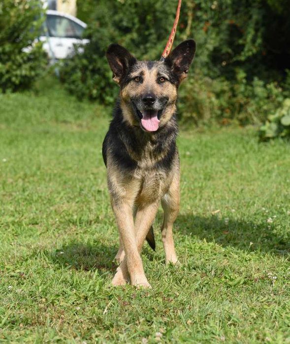 Korba - suczka w typie owczarka szuka domu