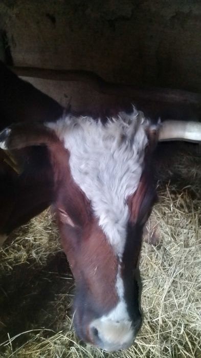 Продам корову на утриманя