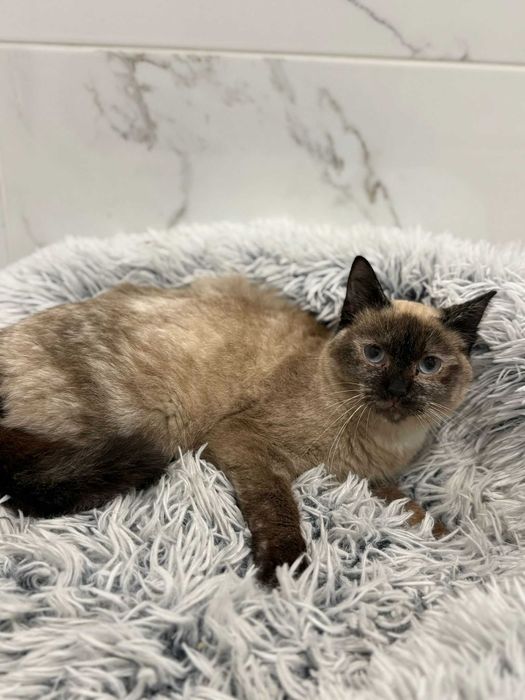 Gatinha de 8 meses para adoção (Sylar)