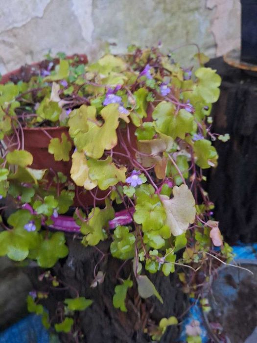 Міні орхідейка, холодностійка