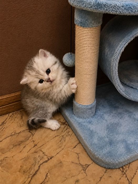 Срібні кошенята бронювання