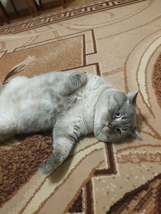 В'язка шотландського кота