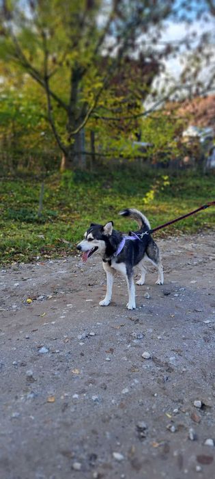 Szam przytulaśny pies w typie husky do adopcji