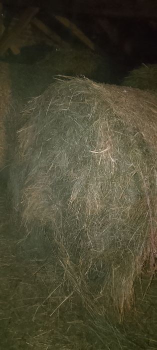 SPRZEDAM SIANO 130/120 cena 100zł