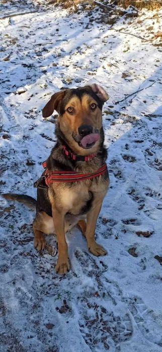 Bruno cudowny pies szuka domu